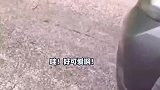 挺突然的！当你路上看见一只流浪猫