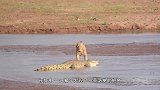 鬣狗误入狮子的埋伏，瞬间火力全开跑得飞快，这求生欲太强了