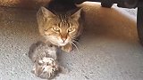 猫妈妈守着死去的幼崽，竟然还不停地流泪，画面令人感动泪目