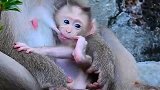 猴子亲亲我的宝贝！