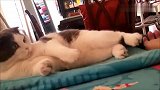 妹子摸了一下猫咪，猫咪这本能的反应好神奇
