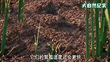 蝗灾有多可怕？密不见天的蝗虫袭来