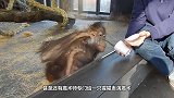 男子翻过围栏，朝河马屁股拍了一巴掌，他还不知道河马的威力
