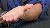 被乌龟死咬不松口，怎么做才能解脱其实办法很简单！