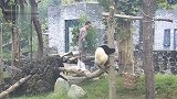 熊猫：奶爸你从树上下来吗，我保证不会狠狠的抓你的，我保证！