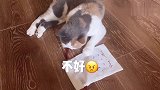 【啵哩】霸道猫咪和妈妈抢袋子  超不讲道理！（萌宠过六一）