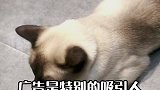 狗狗千万不要乱喂食物，你以为是在宠它，其实就是在害它