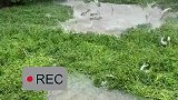 女子发现池塘鱼大量跃出你倒是发个定位啊