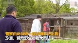 【江苏】网红直播养猴竟牵出大案：5人被抓 20只猕猴死亡