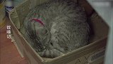 猫咪：我很好养的，只要一个箱子就可以！