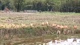 物稀奇为贵，母鸡排队伺候公鸡！