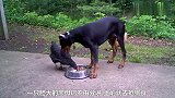 母鸡抢食狗粮，遭狗狗驱赶，母鸡淡定应对