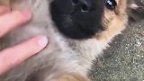 中华田园犬跑着跑着就长大了, 当初也不知道你能长成这样啊