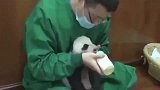熊猫宝宝别看小，起床气大着呢！熊抱：哼，就算拿吃的也不原谅！