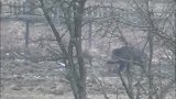 大野猪在树林里觅食，完全不知自己已被猎人盯上