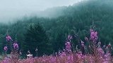 清凉的驼梁山，加上美丽的云顶草原美极了。