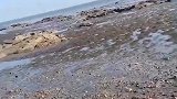 大海退潮了，太冷了