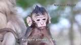 小马丁在外婆猴怀里喝奶，不小心掉到地上，外婆猴连忙抱起小猴
