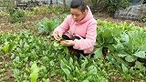 农村王四又是丰收的季节，邻居家庄稼成熟了，梅子主动帮忙扯黄豆