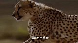 猎豹的生活并不轻松！ 猎豹无法成功狩猎羚羊，羚羊被同伴救走！