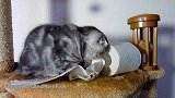 玩卷纸的可爱小猫咪，这呆萌的样子，还真是可爱！
