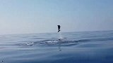 暖心！渔民解救被困小海豚 海豚妈妈跃出水面道谢