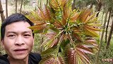 小伙今天摘点香椿芽回家做道美食—香椿鸡蛋，吃了三碗饭，太香了