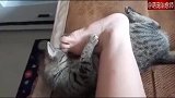 猫咪抱着主人的脚舔，第一次觉得自己的脚，这么有吸引力！