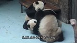 不加蜂蜜就不给娃，这位熊猫妈妈，可以说是非常有原则的熊了！