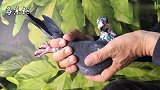 信鸽鉴赏：花头黑鸽，看看这鸽眼，是你喜欢的鸽子吗？