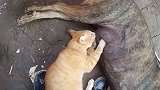 猫咪趁狗狗睡觉，意想不到的事情发生了！