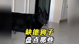 盘点那些缺德狗子狗狗能有什么坏心思呢，就是单纯的想拆个家而已