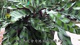 这些肥料味道虽大，但养花很实用，叶绿花朵长势更迅猛