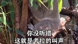 打call我的内容主场考拉冷知识，萌萌的很有趣是不是，很有趣