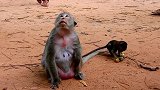母猴对待小猴比对待敌人还残忍，这是你亲生的吗？
