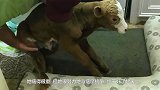 小母牛经历了飓风后，努力地与病魔抗争，家里的比特犬寸步不离