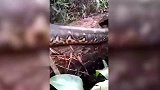 6米母蟒蛇交配叫声过大 引来村民猎捕做食物