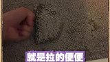 好多粉丝要看这“头”猫，温柔的巨人喵了解一下