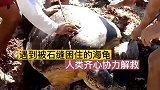解救被石缝困住的海龟，动物救援现场
