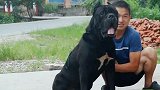 这才是真正的经典护卫卡斯罗犬