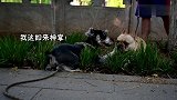 俩萌宠狗狗切磋招数百，不分胜负，不打不相识，成了好伙伴