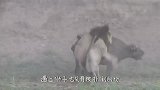 狮子伏击2只疣猪，本以为唾手可得，不料结局让人意外