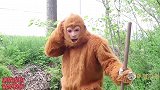 美猴王4：绿头怪找小丑搬救兵，没想到小丑竟然也是穿越的，搞笑