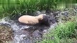 你要再不撒嘴，我就不客气了啊，你脚可真臭，小心传染我脸上脚气