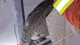 猫猫高处玩耍时不慎跌落，卡在装饰墙内无法逃脱