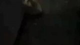 网传一业主封控期在家养五头猪