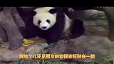 恶搞配音悲催大熊猫
