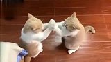 两只猫咪看到小朋友玩拍手，也爱上了这个游戏，拍得真是不错