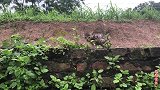 昨天雨后救回的小野猫，已经习惯新环境，吃饱后玩得很开心