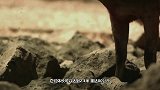 人被科莫多巨蜥咬一口，身体会发生什么变化？看看这块肉就知道了